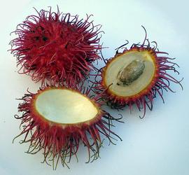   Fruits:   Nephelium lappaceum ; Photo by Surukuku, wikimedia commons
